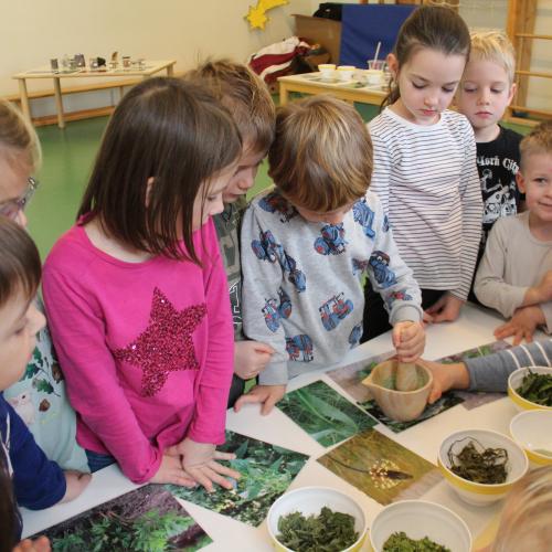 Naturkräuterworkshop mit der Gruppe Sternschnuppe!