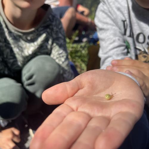 eine kleine Schnecke wurde unterwegs gefunden