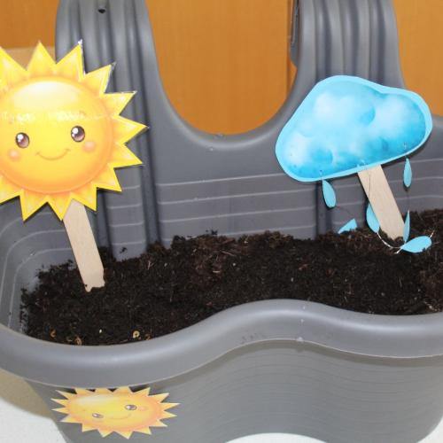 Pflanzen brauchen Sonne und auch den Regen