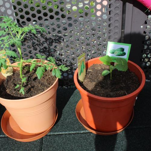 Wir setzen Gurken und Tomaten ein.