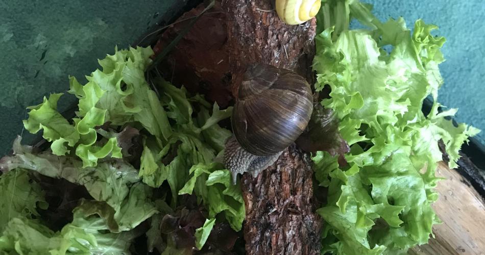 Schnecke