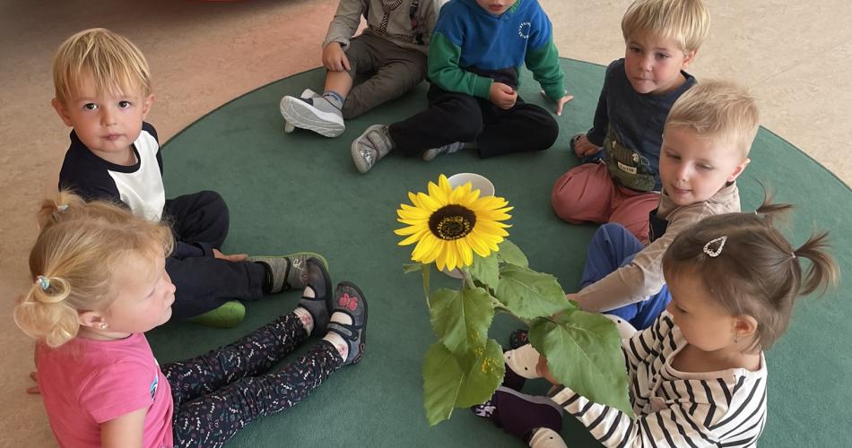 Sonnenblume